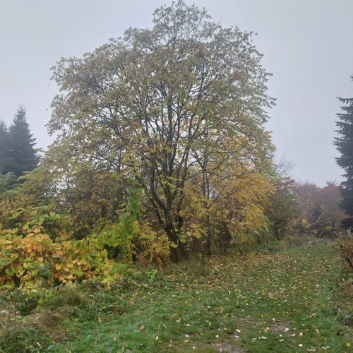 Erlebnispfad WeltWald Harz