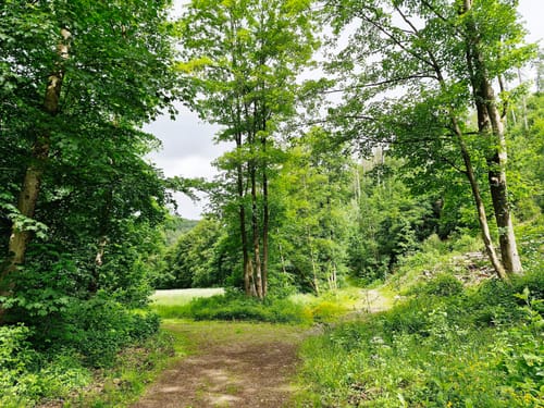 Von Bad Sachsa zum Ravensberg