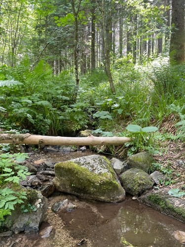 Feldbergsteig - Alpiner Pfad