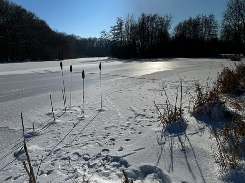 See am Kleihügel - Großer Aue-See - Urwald