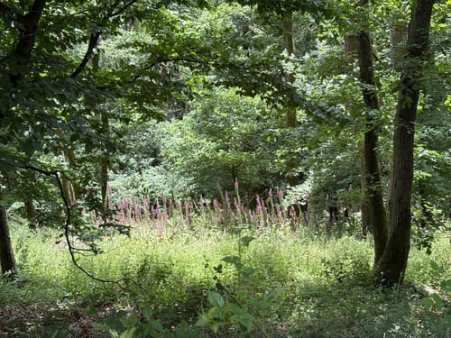 Vom Veldenzer Bach zum Dachslayer Felsen