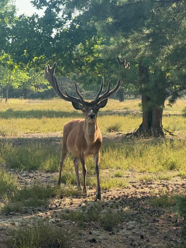 Von Prenzlauer Berg über die Schönower Heide
