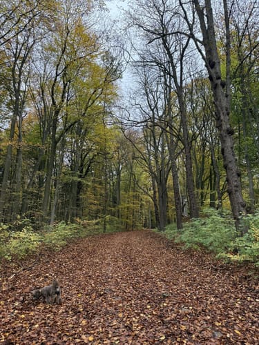 Aumühle-Sachsenwaldau-Runde
