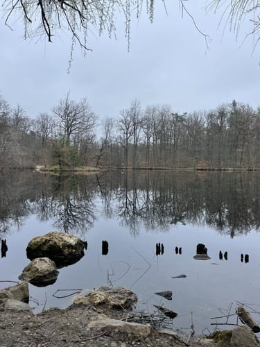 Buchrainweiher und Maunzenweiher im Frankfurter Stadtwald
