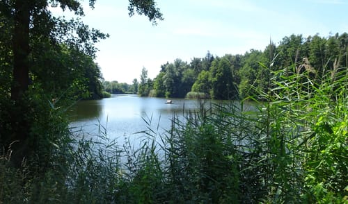 Lampertheimer Wald zwischen Lorsch und Lampertheim