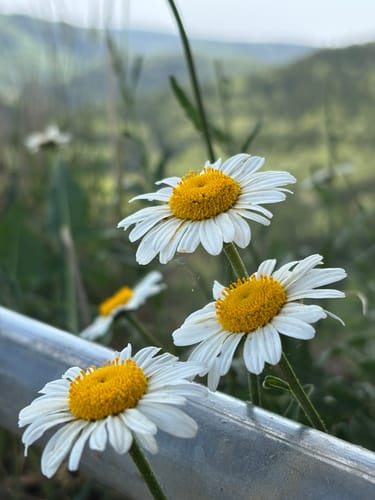 Beuron Trail (Premiumwanderweg)