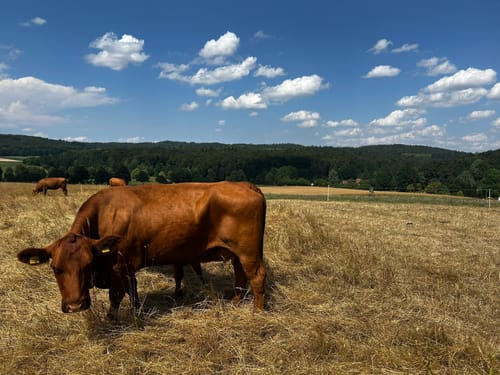 Laubach Panoramaweg