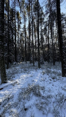 Rußweiher Rundweg