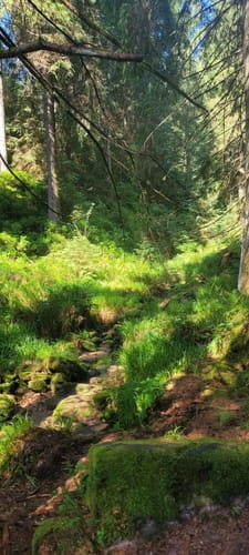 Höhenwanderung: Plankopf - Schliffkopf - Schweinkopf