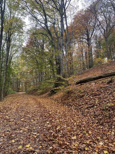 Von Falkenstein um den Franzkopf