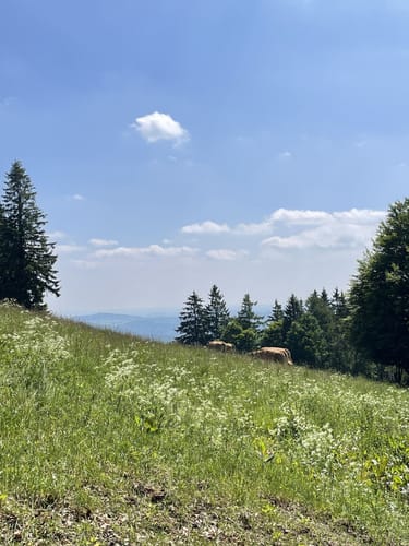 Naturweg Kahler Pön (Premiumwanderweg)