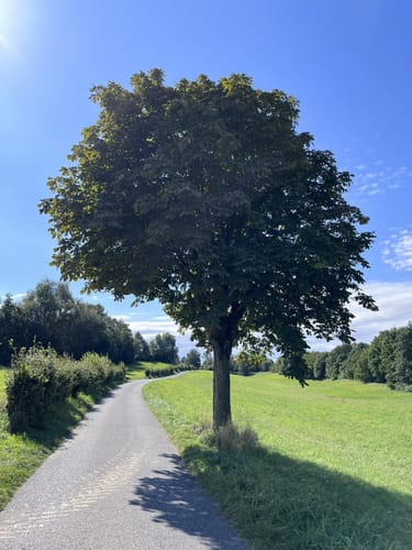 Mettmanner Bachlauf