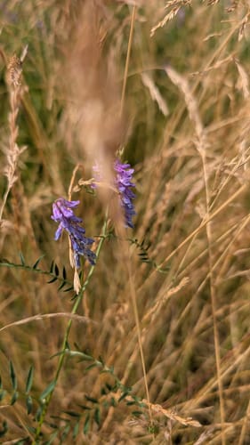 Rund ums Alfsee-Reservebecken