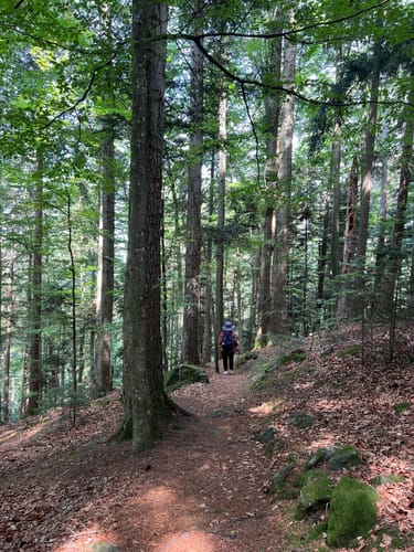 Sankt Märgen Rundweg