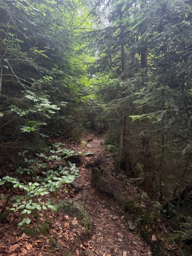 Lusen Rundweg ab Waldhäuser