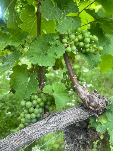 Weinbergsweg Bad Kösen über Fürst Heinrich Stein