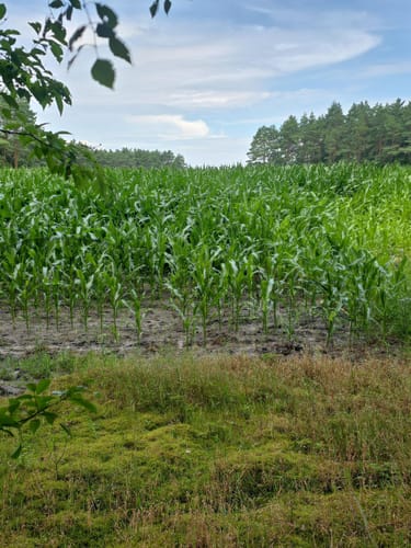Rund um den Fährhof in Sottrum