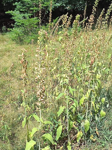 Dollbergschleife (Traumschleife)