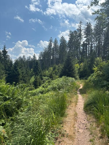 Von Holzwald zum Glaswaldsee