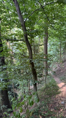 Bornheimer Quellenweg