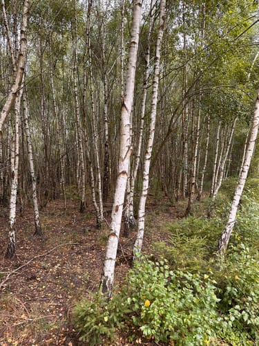 Sorpesee Höhenweg
