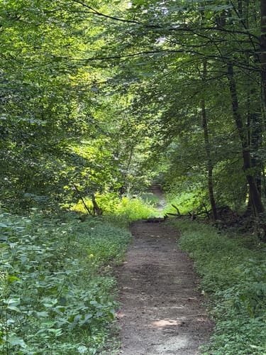Mühlenteich und Obenstroher Wald