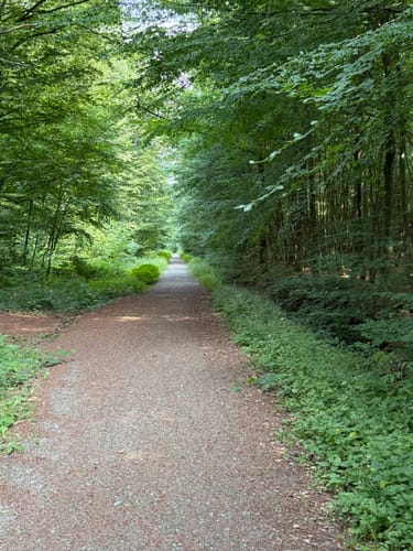 Mühlenteich und Obenstroher Wald