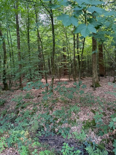Mühlenteich und Obenstroher Wald