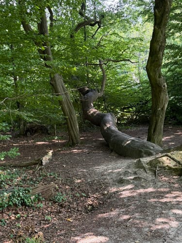 Mühlenteich und Obenstroher Wald