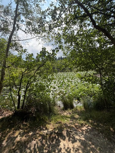 Mühlenteich und Obenstroher Wald