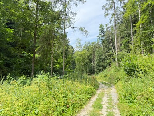 Über den Görauer Anger ins Bärental
