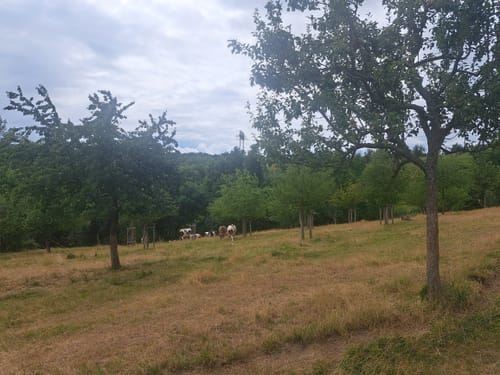 Zschonergrund