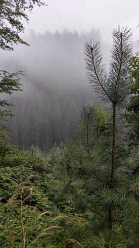 Wilgartswiesen - Weißenberg
