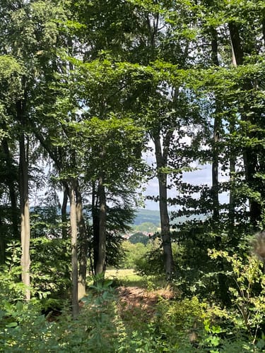 Alzenau 2 : Wald und Wallfahrt