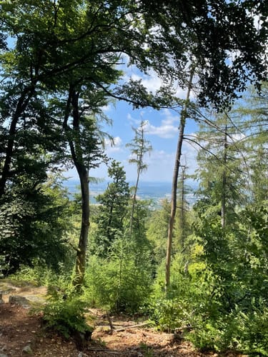 Alzenau 2 : Wald und Wallfahrt