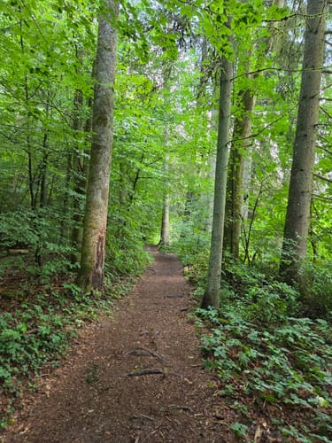 Aufseß Waldwanderweg