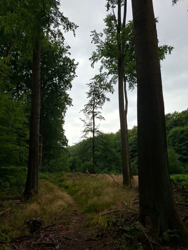 Durch den Aplerbecker und Schwerter Wald