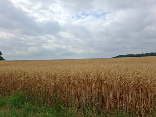 Durch den Aplerbecker und Schwerter Wald