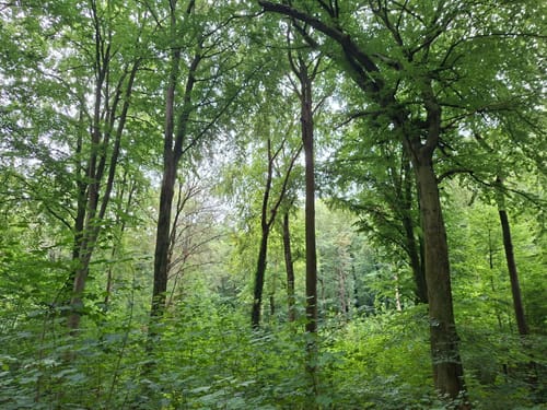 Durch den Aplerbecker und Schwerter Wald