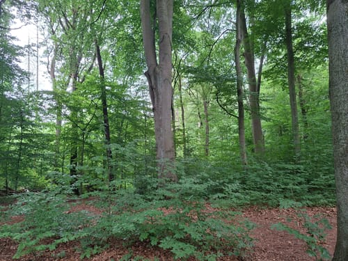 Durch den Aplerbecker und Schwerter Wald
