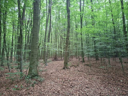 Durch den Aplerbecker und Schwerter Wald