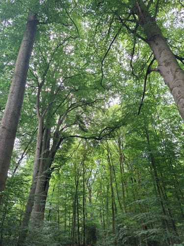 Durch den Aplerbecker und Schwerter Wald