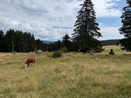 Schluchtensteig Etappe 5: St. Blasien - Todtmoos