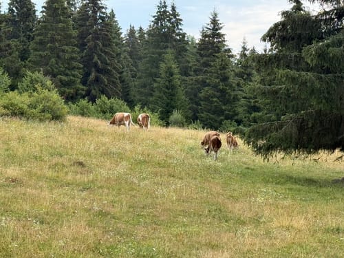 Schluchtensteig Etappe 5: St. Blasien - Todtmoos