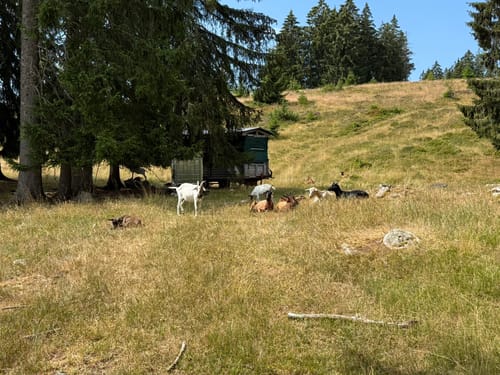 Schluchtensteig Etappe 5: St. Blasien - Todtmoos