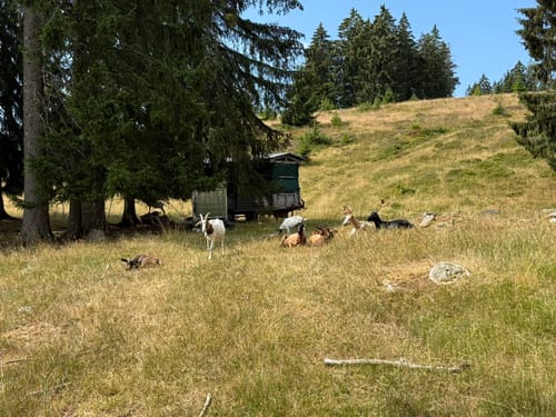 Schluchtensteig Etappe 5: St. Blasien - Todtmoos