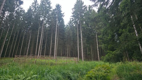 Waldfriede - Hoher Berg - Schwarzer Berg - Rosskopf