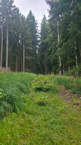 Waldfriede - Hoher Berg - Schwarzer Berg - Rosskopf
