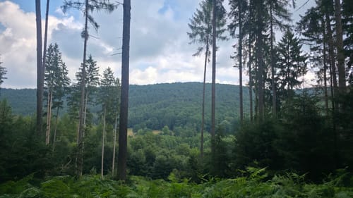 Waldfriede - Hoher Berg - Schwarzer Berg - Rosskopf