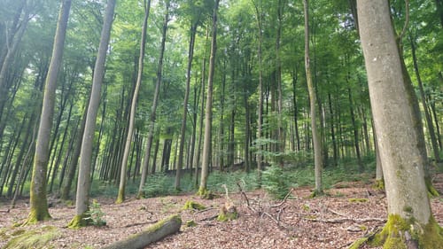 Waldfriede - Hoher Berg - Schwarzer Berg - Rosskopf